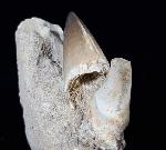 Mosasaurus beaugei ARAMBOURG 1952 & Knochenrest non det. - Bild © FossNet FossilienStore